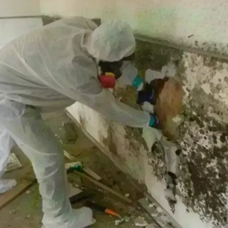 Mold Remediation and Removal in Las Marias, PR